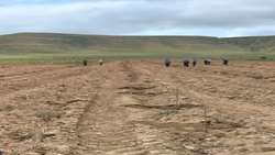 کاشت ۳ هزار اصله نهال توت در هنرستان کشاورزی سملقان